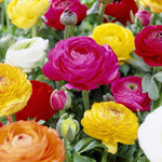 Pack 25 Ranunculus Bulbs for Fall Planting, Ranunculus Corms for Planting, Peony Ranunculus Bulbs for Planting, Ranunculus Flowers Ornaments Perennial Garden (Mix Ranunculus)