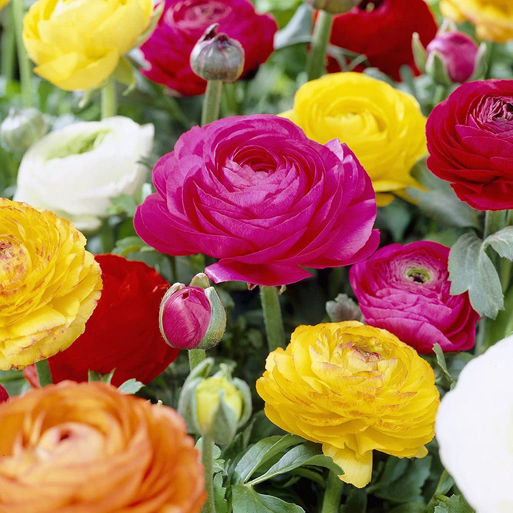 Pack 25 Ranunculus Bulbs for Fall Planting, Ranunculus Corms for Planting, Peony Ranunculus Bulbs for Planting, Ranunculus Flowers Ornaments Perennial Garden (Mix Ranunculus)