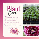Set 2 White Purple Dahlia Bulbs, Dahlia Bulbs, Purple Flowering Bulbs for Garden Planting, Not Plants, Flower Bulbs for Growing
