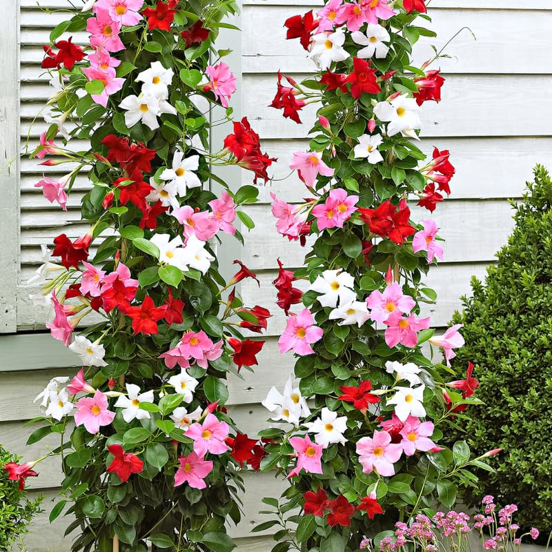 4 Mix Mandevilla Plants, Flowering Mandevilla Vine, 4-6” Tall,Trailing Outdoor Plant for Trellises, Hanging Baskets, or Pots