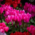 Pink Cyclamen Plant Live, Flowering Houseplant, 4" Pot