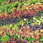 Pack 3 Heuchera Plants Live, Coral Bells Plants 4-7” Tall for Shade Gardens, Borders, Pots, Heuchera Perennials Seedlings (Mix Heuchera)