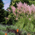 Pack 2 Pampas Grass Plants Live, Pampas Grass Pruned Fully Rooted 5 to 9 Inches Height, Ornamental Grasses Live Plants Perennial for Growing (Pink Pampas Grass)