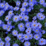 2 Aster Plants Live, Asters Perennial Live Plants, 5 to 7 Inc Tall, Flower Plant for Gardening (Blue)