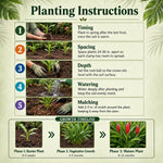 2 Zingiber Zerumbet Shampoo Ginger Plants, Awapuhi Hawaiian Ginger Live Plants 4-7 Inches, Red Ginger Lily for Planting