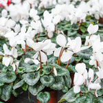 White Cyclamen Plant Live, Flowering Houseplant, 4" Pot