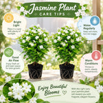 2 Maid of Orleans Jasmine Live Plants, Fragrant Flowering Shrubs, 4-6" Tall