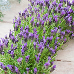 Pack 2 Lavender Plants Live Indoor, Lavandula Trees Live Plants for Planting, Fragrant Flowers Perennial, Plugs 4-7" Tall Well-Rooted (French Lavender)