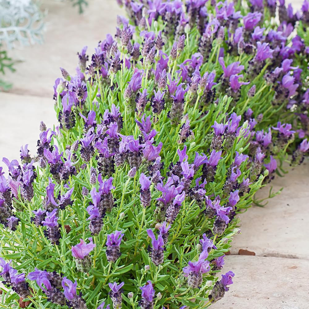 Pack 2 Lavender Plants Live Indoor, Lavandula Trees Live Plants for Planting, Fragrant Flowers Perennial, Plugs 4-7" Tall Well-Rooted (French Lavender)