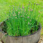 Set 10 Chives Live Plants 2-5 Inches, Hardy Chives Vegetable Plants, Heirloom Leeks Plants Ready to Grow Outdoor