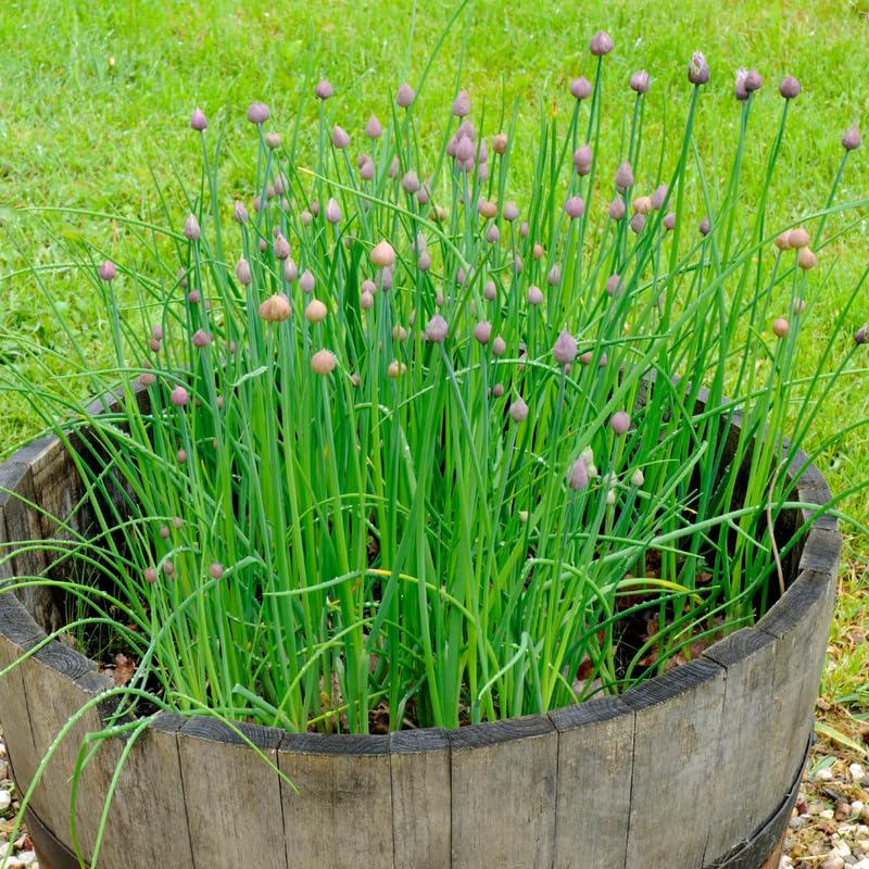 Set 10 Chives Live Plants 2-5 Inches, Hardy Chives Vegetable Plants, Heirloom Leeks Plants Ready to Grow Outdoor
