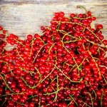 Currant Plant Live, Red Currant Bush Live Plant for Planting, 6 to 8 Inc Tall (Red)