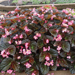 Set 2 Begonia Live Plants, Rare Begonia Plants for Trailing, Ornamental Hanging Basket 5"-9" in Tall (Bronze Leaf)