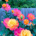 Climbing Rose Live Plant, 6 Months Old Starter, Fragrant Purple Climbing Roses for Planting Outdoor, No Pot (Dark Night)