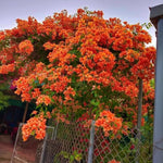 Combo 2 Bougainvillea Plants Live Trees, Outdoor Bougainvillea Plant for Trailing Flowering Vines or Bush Tree, 5-10” Tall, Well-Rooted Bougainvillea Orange