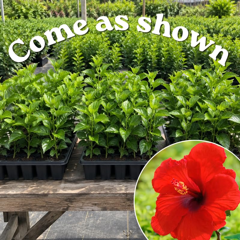 3 Hardy Hibiscus Live Plants, Flowering Shrub, Red Blooms, 4-7"