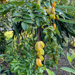 Starfruit Tree Live Carambola Tree, 8-14 Inches Tall Potted, Sweet Star Fruit Tree Plant for Planting, No CA, HI, PR, GU, AK