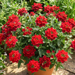 Verbena Plants Live, Verbena Plant from 4-8 Inches Tall, Long Blooming Outdoor Flower Plant for Garden Beds, Hanging Baskets and Containers (Red)