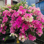 Combo 2 Bougainvillea Plants Live Trees, Outdoor Bougainvillea Plant for Trailing Flowering Vines or Bush Tree, 5-10” Tall, Well-Rooted Bougainvillea (Pink White)