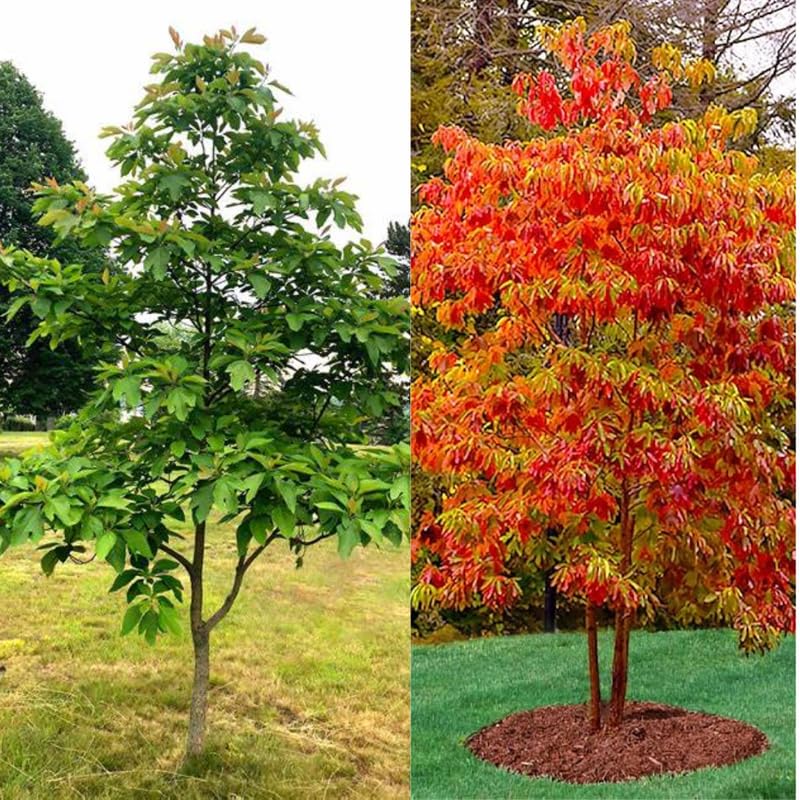 5 Fragrant Sassafras Trees Live Plants, Autumn Fall Color Sassafras Seedling Bare Roots, 7-15 Inches in Tall