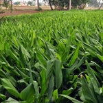 Curcuma Turmeric Ginger Plant Live for Planting 4 to 8 Inch Tall, Ornamental Ginger Flowers to Grow
