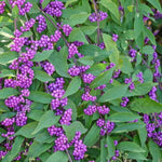 2 American Beautyberry Trees Live Plants, Beautyberry Bush Shrub Plant, 5 to 7 Inc Tall