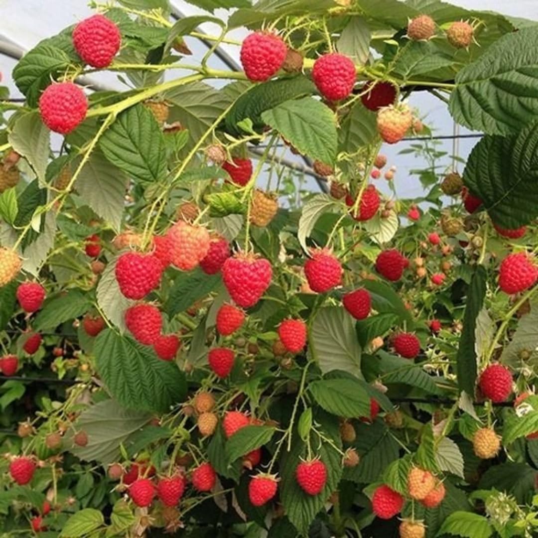 4 Hardy Raspberry Trees Live Plants, Purple Everbearing Raspberries Bushes Plants 5 to 10 Inc Tall, Well-Rooted, No Pot, Sweet Flavor (Caroline Red)