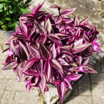 Wandering Jew Live Plant, Tradescantia Live Plant in 3 Inch Pot, Pink Wandering Jew Plants Houseplant for Planting Indoor Outdoor Garden