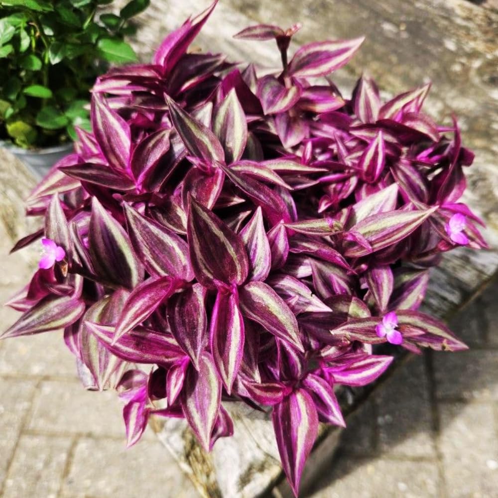 Wandering Jew Live Plant, Tradescantia Live Plant in 3 Inch Pot, Pink Wandering Jew Plants Houseplant for Planting Indoor Outdoor Garden