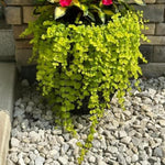 Golden Creeping Jenny Plant Live, 2-3 Inch Tall, Creeping Starter Plant for Ground Cover in Garden, Landscape, and Container Growing