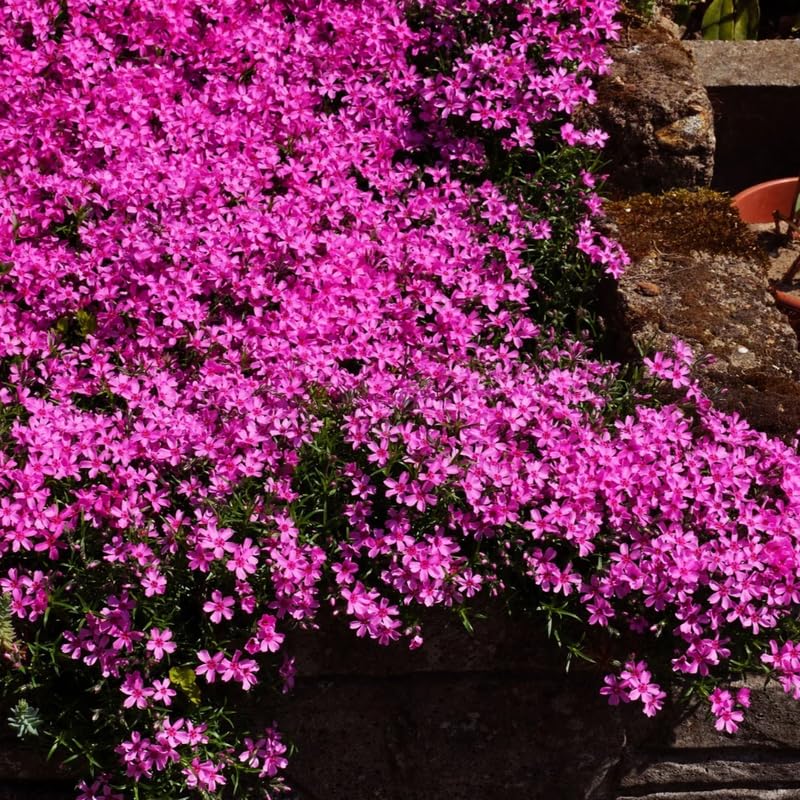 2 Pink Creeping Phlox Plants Live Plugs, 2-4" Tall, Hardy Creeping Phlox Ground Cover Ready to Grow