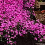 Set 3 Hardy Creeping Phlox Plants Live Plugs, Pink Cherry Creeping Phlox Ground Cover, 2-4" in Height