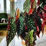 Set 2 Begonia Live Plants, Rare Begonia Plants for Trailing, Ornamental Hanging Basket 5"-9" in Tall (Polka Dot Maculata Angel Wing)