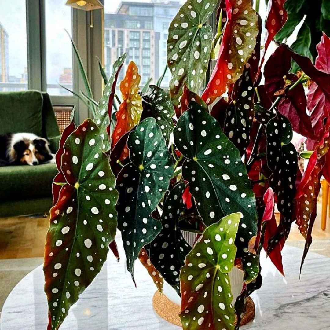Set 2 Begonia Live Plants, Rare Begonia Plants for Trailing, Ornamental Hanging Basket 5"-9" in Tall (Polka Dot Maculata Angel Wing)