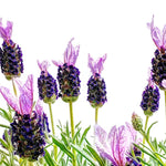Lavender Plant Live, Lavender Plants Live Outdoor, Purple Blooming Perennial Herb, 4-7 inches Tall in 4 inch Pot for Growing