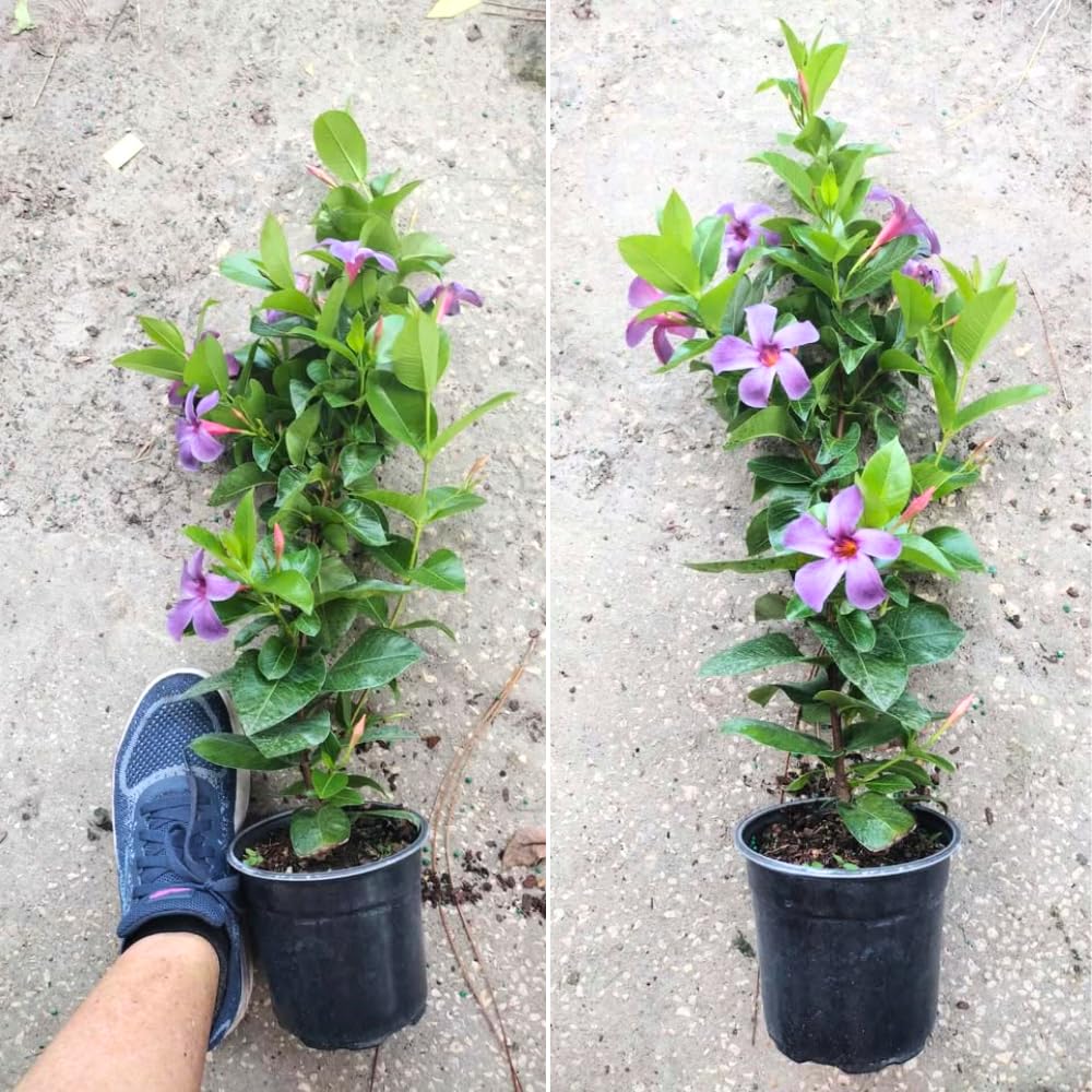 2 Mandevilla Live Plants, Flowering Mandevilla Plants, 5-9” Height, Mandevilla Trellis Vines for Outdoor Garden and Containers (Blue Mandevilla Plant)