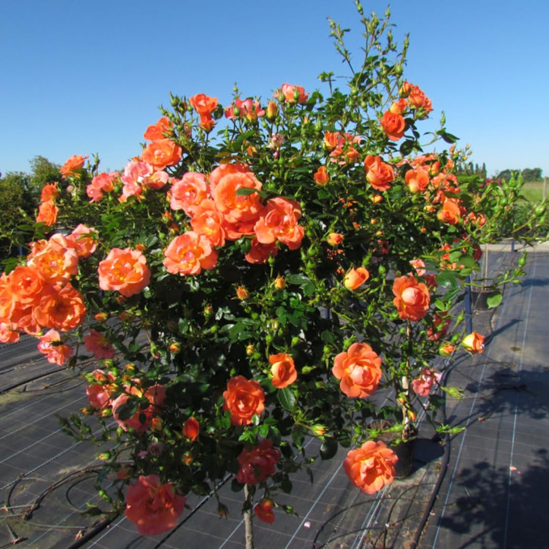 Climbing Rose Live Plant, 6 Months Old Starter, Fragrant Purple Climbing Roses for Planting Outdoor, No Pot (Orange)