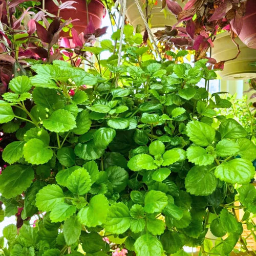 2 Green Swedish Ivy Plants Live for Planting Indoor Outdoor 4-8 Inch Tall, Plectranthus Swedish Ivy Mint Herbs Starter Plants