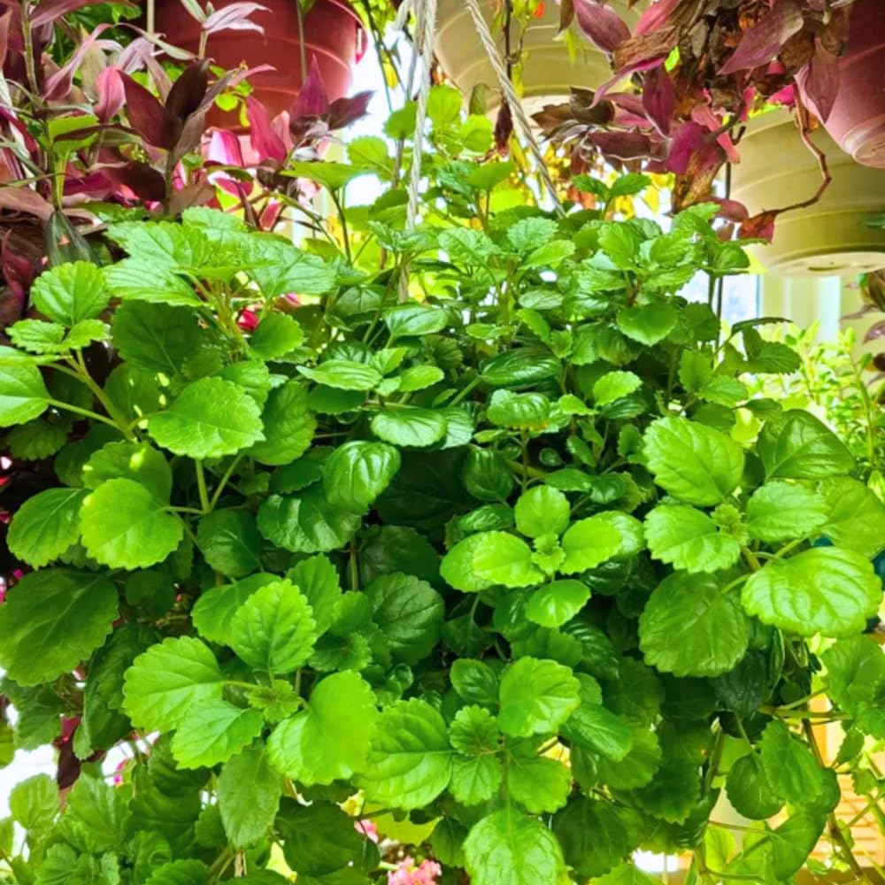 Swedish Ivy Plant Live for Planting Indoor Outdoor, 4 to 6 Inc Height, in 4 Inc Pot, Plectranthus Swedish Ivy Mint Herbs Starter Plants (Green Swedish Ivy)