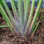 3 Lemongrass Plants Stalks Live for Outside Growing, Lemon Grass Stalks Fresh Herb Plants Trim Back for Planting