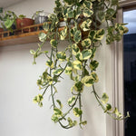 Live Pothos Plant, Pothos Live Plant from 5 to 7 Inc Tall, Houseplant Plant Gardening, 4 Inc Pot (Variegated)