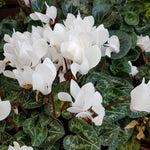 White Cyclamen Plant Live, Flowering Houseplant, 4" Pot