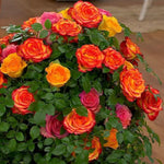Climbing Rose Live Plant, 6 Months Old Starter, Fragrant Purple Climbing Roses for Planting Outdoor, No Pot (Dark Night)