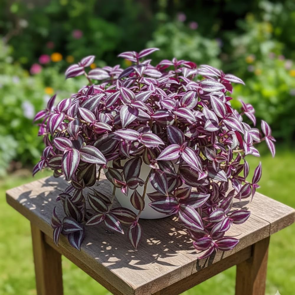 Pink Wandering Jew Live Plant, Tradescantia Pink Plant Live, Rare Variegated Houseplant, 4-7 Inches Tall, 3.25 Inch Pot for Indoor Houseplant