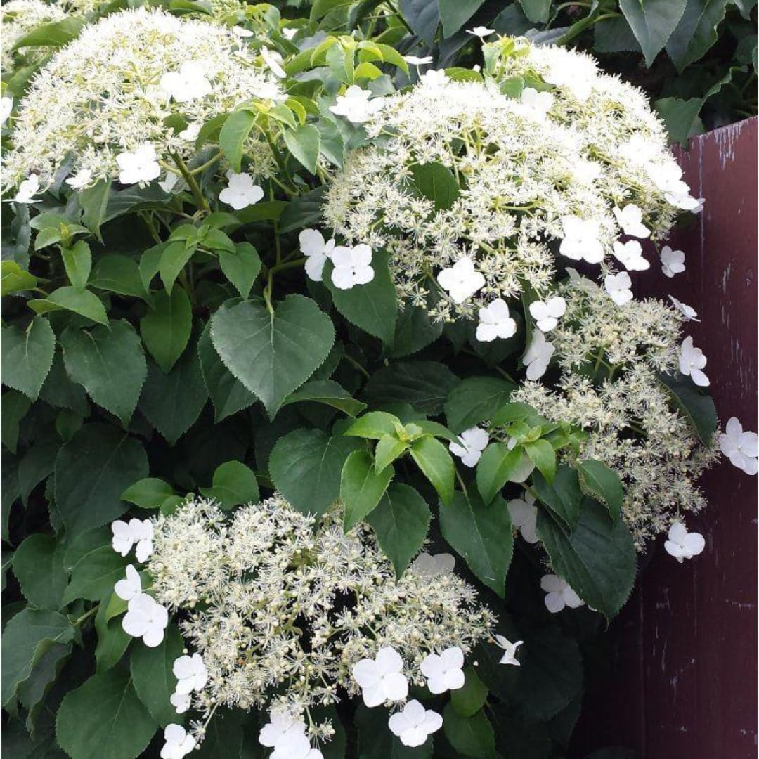 Sets 2 Live Climbing Hydrangea Plants for Planting, Vining Hydrangea Tree Plants Live, 4 to 8 Inc Tall, Change Color White Flower for Planting