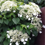 Hydrangea Plant Live Vine, Blooming Garden Bush Hardy Hydrangea Shrub, White Flowering Plant Indoor Outdoor Well-Rooted 5-9 Inc Tall, Stater Plant