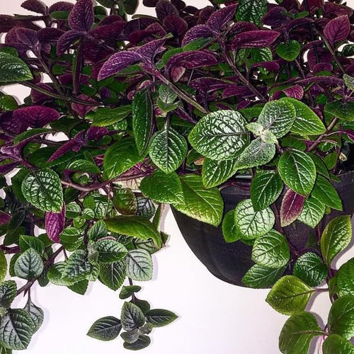 1 Pot Plectranthus Swedish Ivy Plant Live for Planting, 2 Starter Plants Per Pot, Swedish Ivy Mint Herb Plants, Live Swedish Ivy Houseplants (Purple Swedish Ivy)