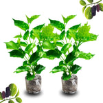 2 Mulberry Plants Live to Grow, 5-9 Inch Height, Sweet Mulberry Trees Live Seedlings, Edible Mulberries Fruit Plant to Grow Your Garden, No Pot (Pakistan Mulberry)