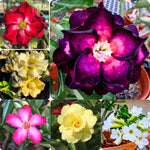Set 2 Mixed Desert Rose Plants Live, Adenium Obesum, 4–8 Inch Tall, Well-Rooted Succulent Plants