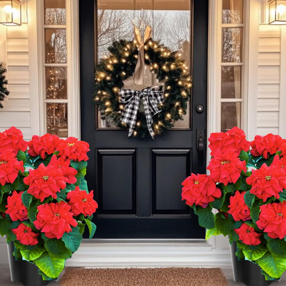 2 Poinsettia Plants Live, Rose Poinsettia Flowers Christmas Decorations, Holiday Houseplant, Poinsettias Trees Plants, No Pot, 5-9" Tall